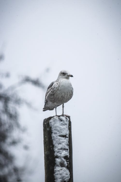 Free Seagull Perching on a Snow Covered Pole Stock Photo