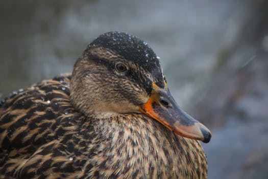 Detailed image of a wet mallard duck with raindrops on its feathers, showcasing wildlife in nature.
