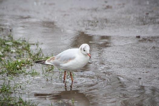 A lone seagull stands in a puddle during a rainstorm, showcasing wildlife in urban environments.