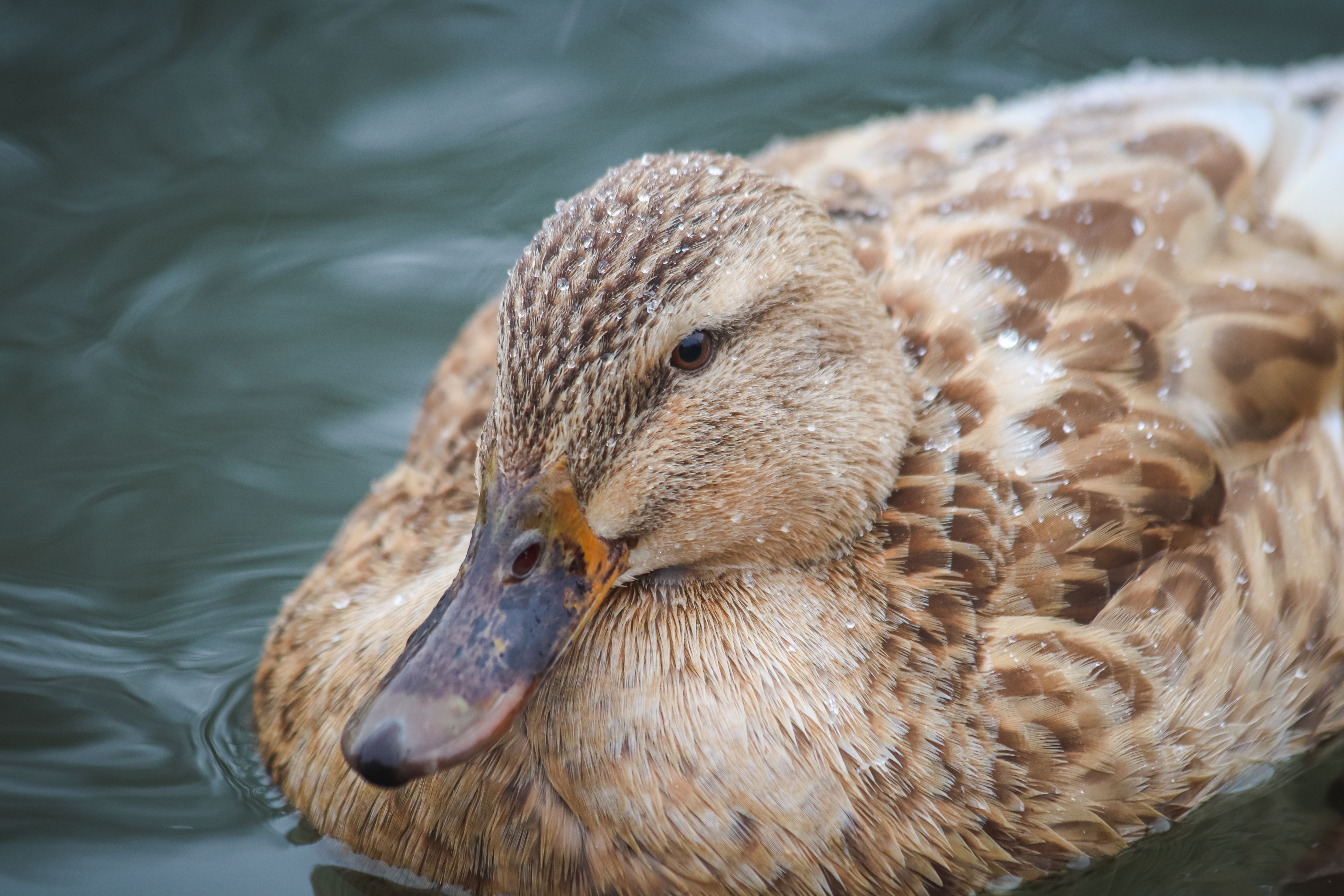 Close up of Duck · Free Stock Photo