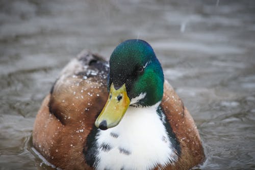 Duck in Close Up