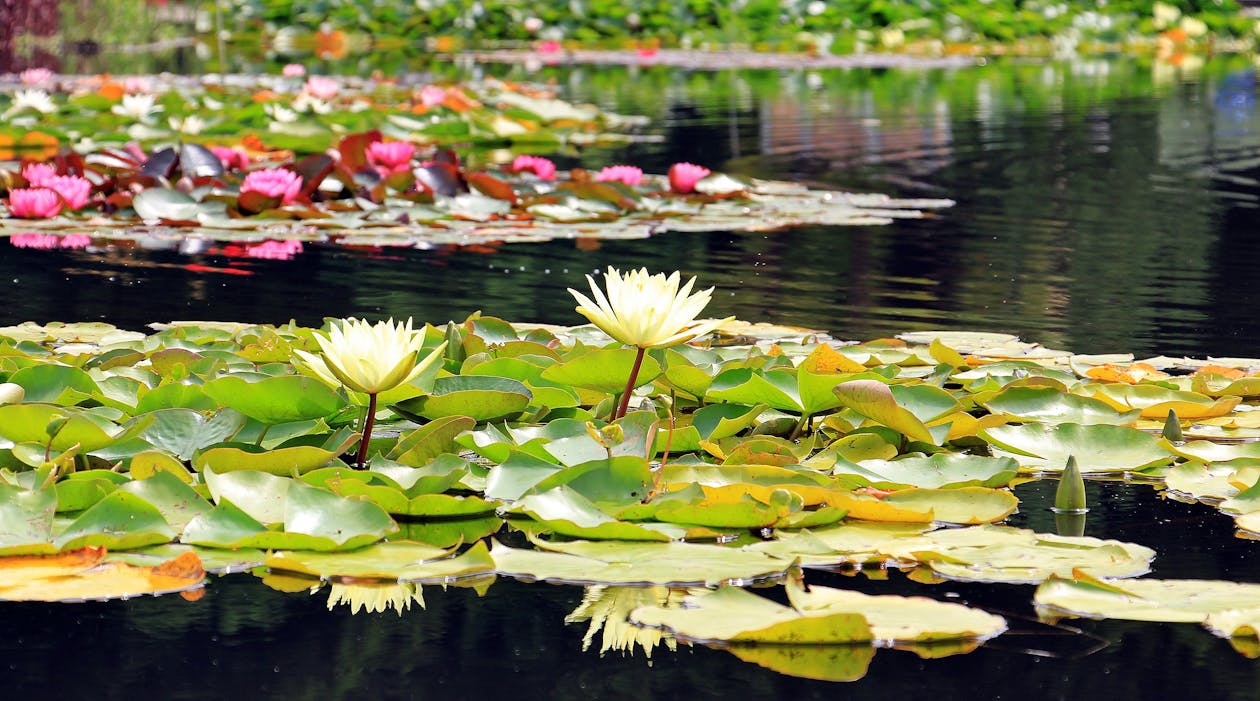 Ücretsiz 2 Beyaz Lotus çiçeği Stok Fotoğraflar
