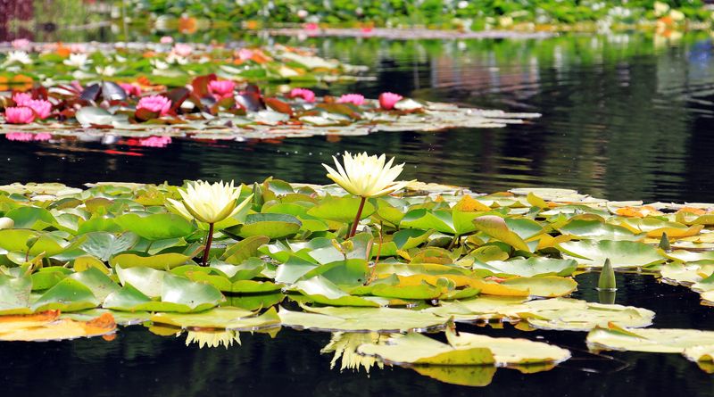 Water lilies on a still pond, photo by Pixabay on Pexels