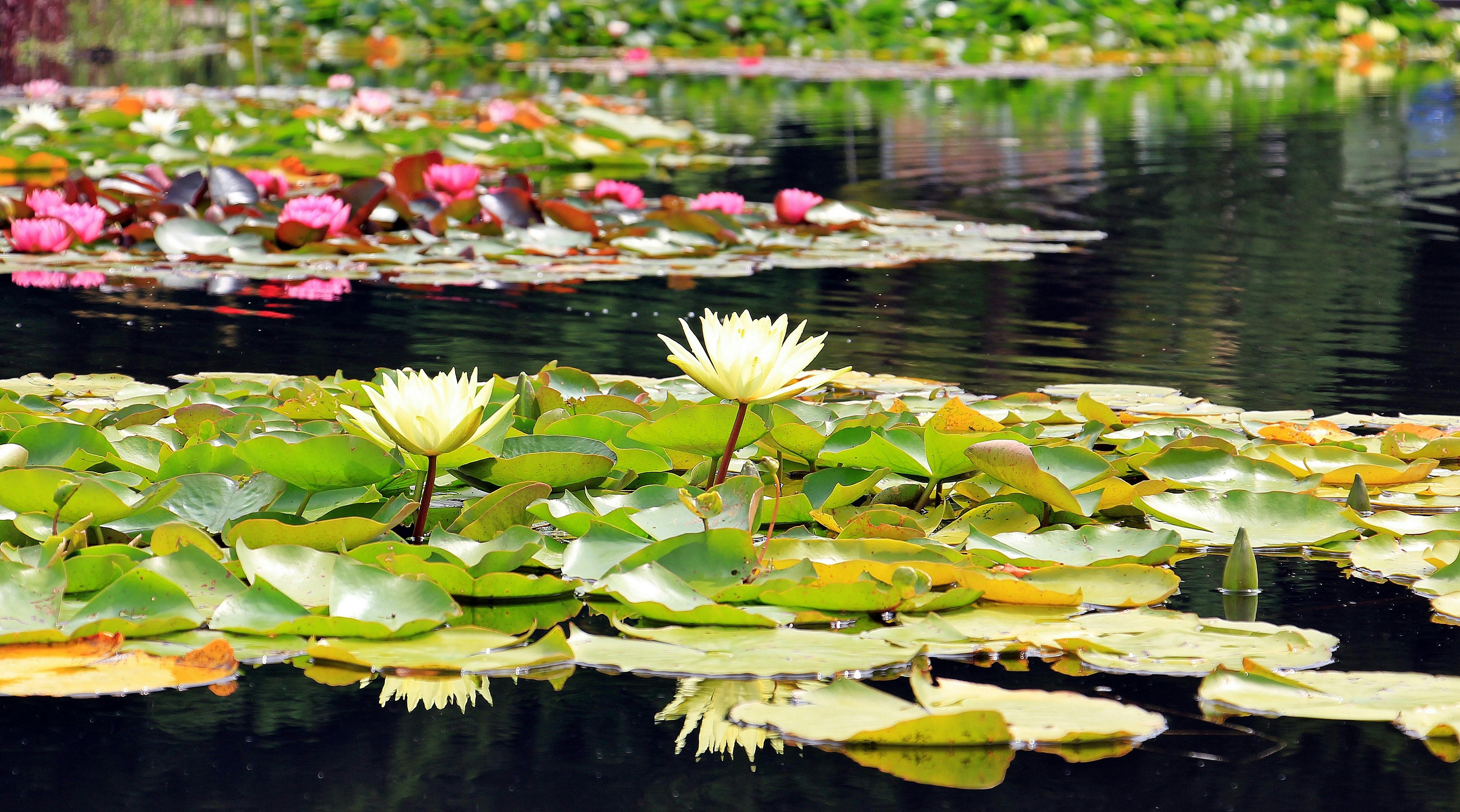 Water Lily Photos, Download The BEST Free Water Lily Stock Photos & HD  Images