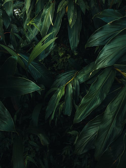 Close-up of a Dark Green Plant Bush 