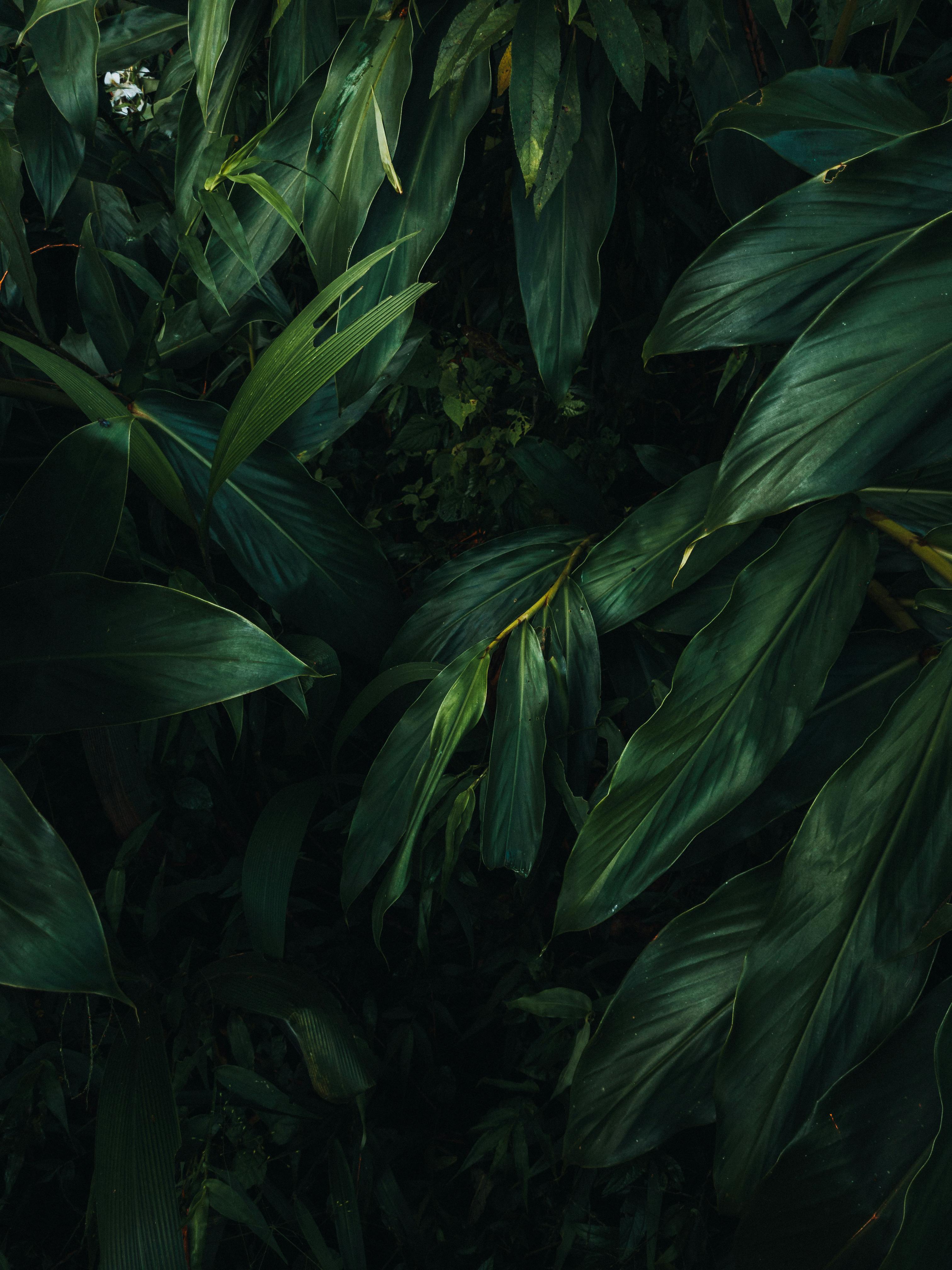 Dark Green Bushes in a Rainforest · Free Stock Photo