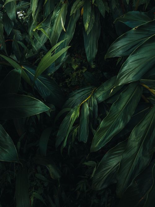 Free Close-up of dark green tropical leaves in a lush jungle setting, depicting vibrant and natural foliage. Stock Photo