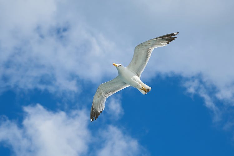 Flying Seagull