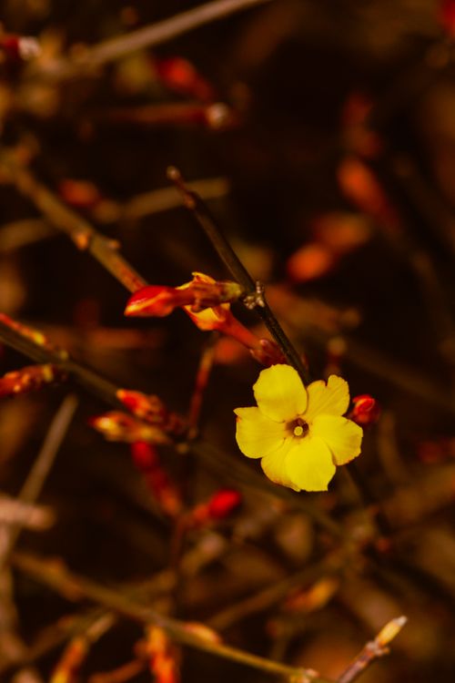 Free Dramatic close-up of a blooming yellow winter jasmine in a natural setting. Stock Photo