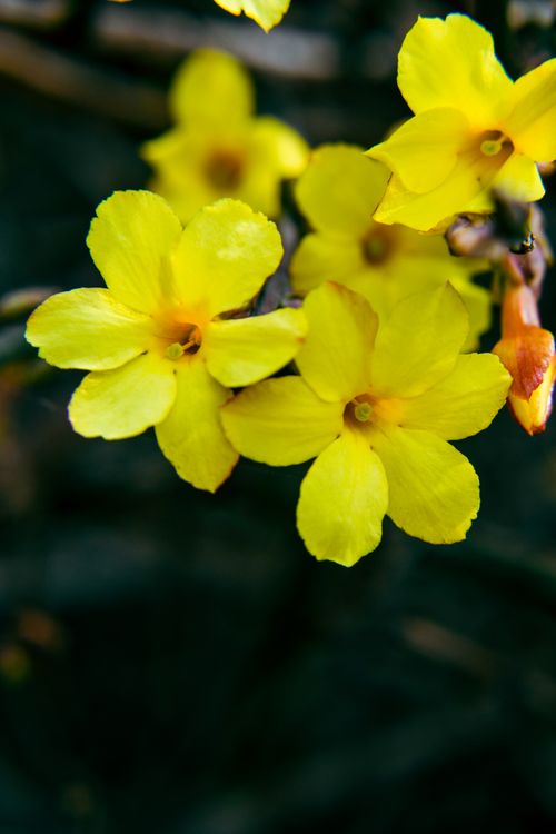 Free Beautiful close-up of vibrant yellow flowers in full bloom, showcasing nature's elegance and color. Stock Photo