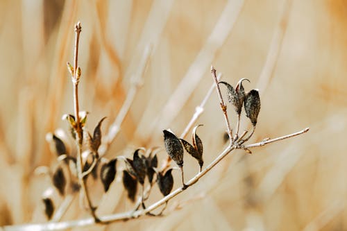 Kostenloses Stock Foto zu ast, botanisch, feld