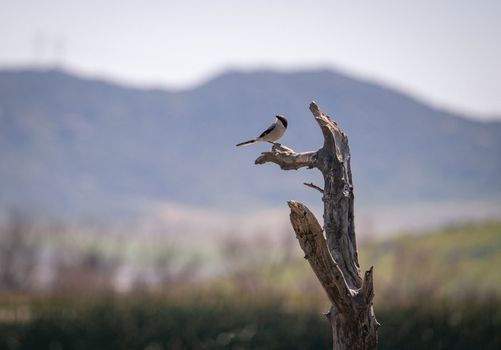 Bird on Dead Tree