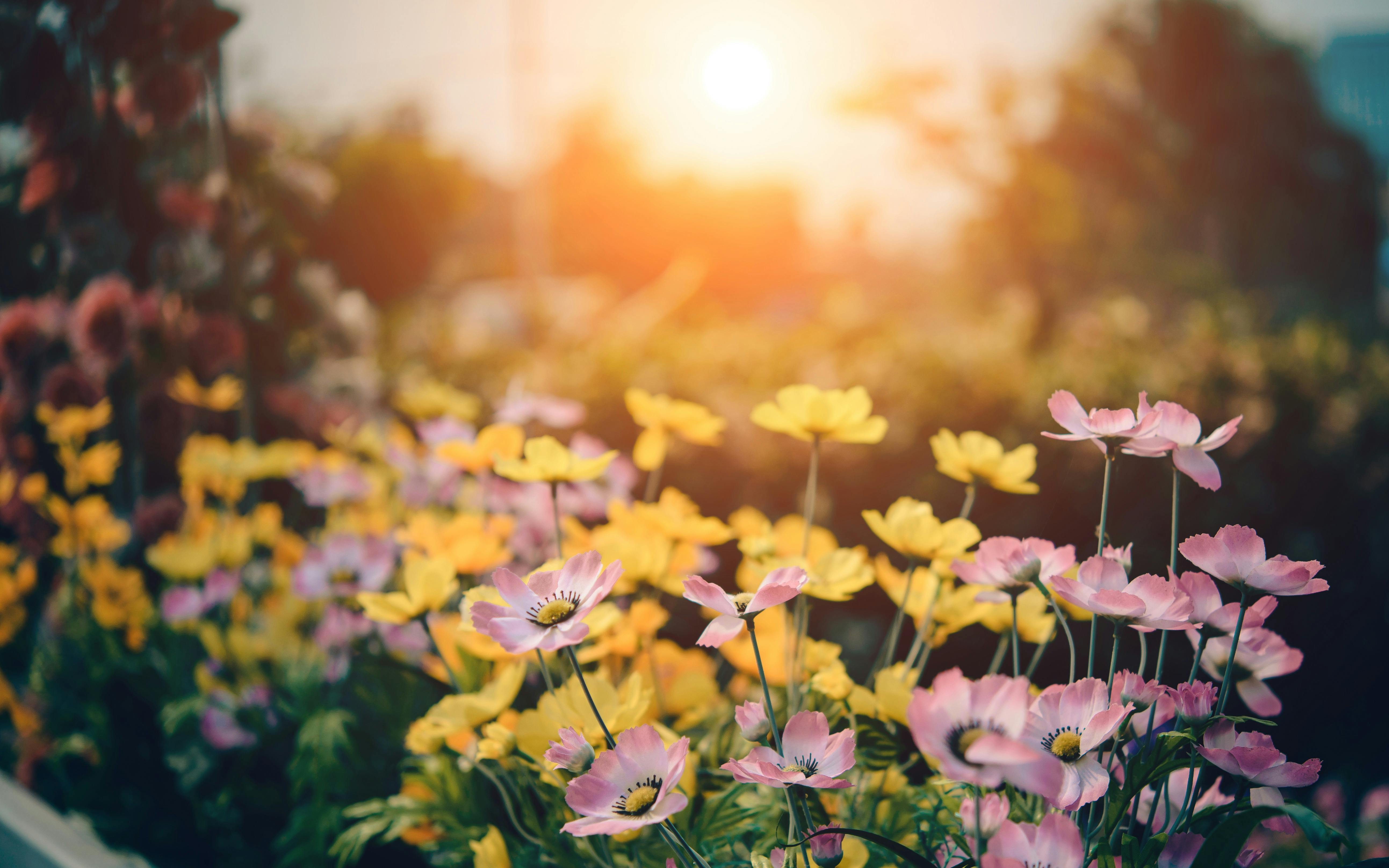 Flowers On Bloom Stock Photos - 16,400,894 Images