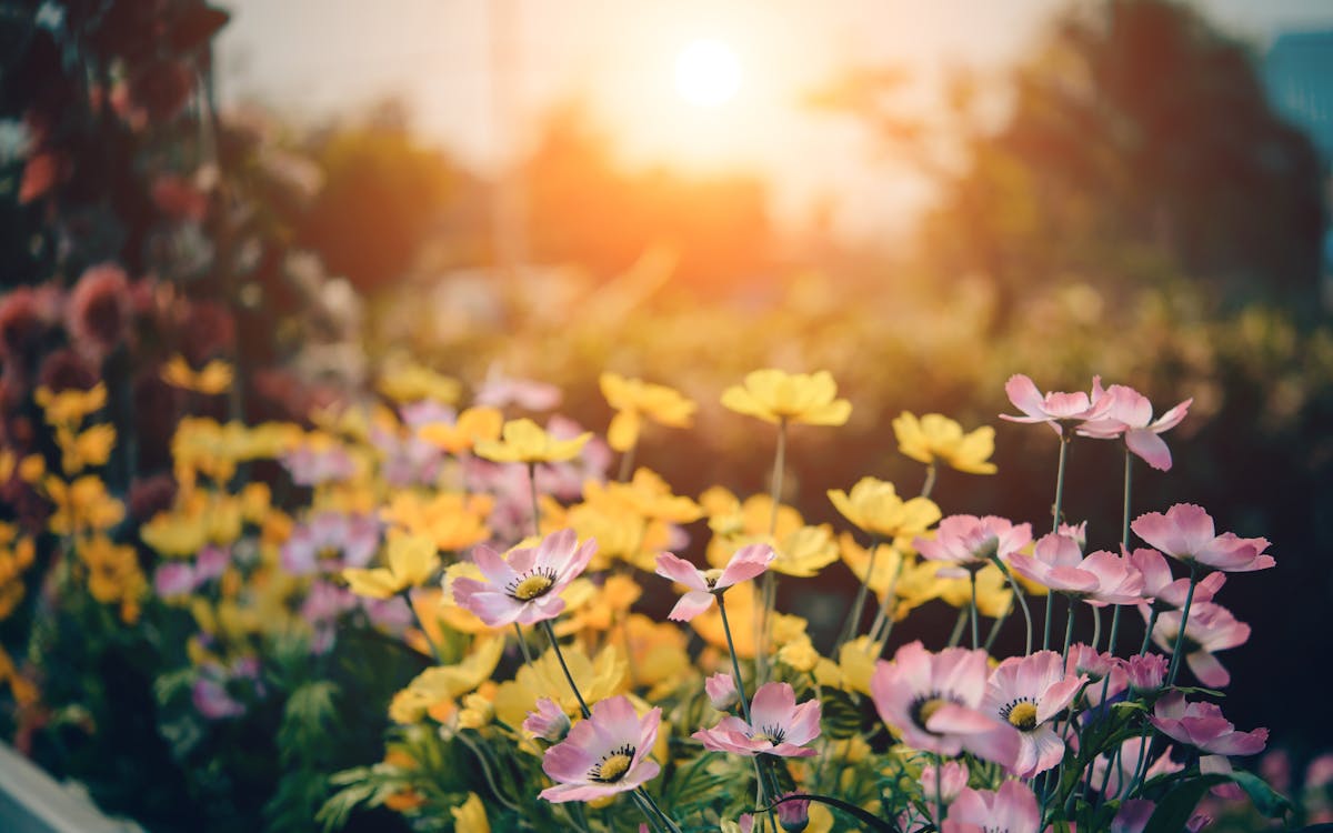 Pink and Yellow Flowers in Bloom