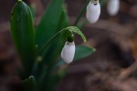 Delicate snowdrop flower blooming in garden, showcasing early spring beauty.