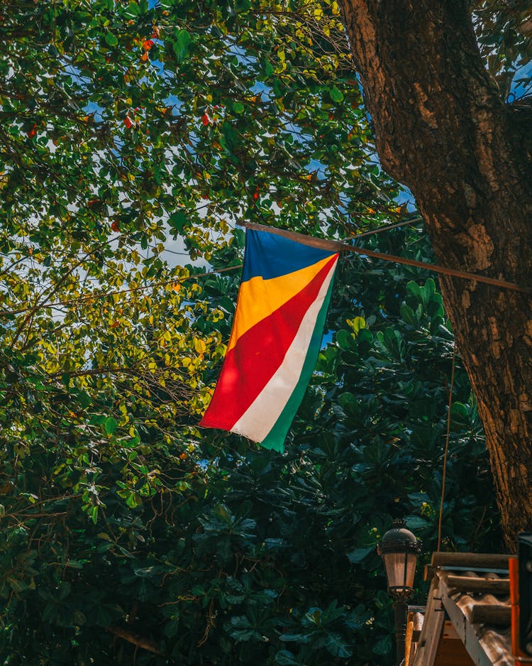 Seychelles Flag Under Tree