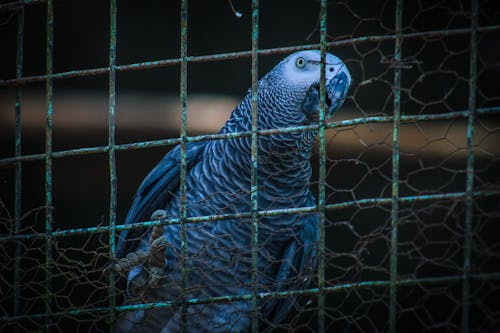 Close-up of a Gray Parrot in a Cage 