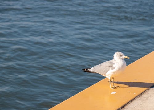 Seagull on Wall on Sea Shore