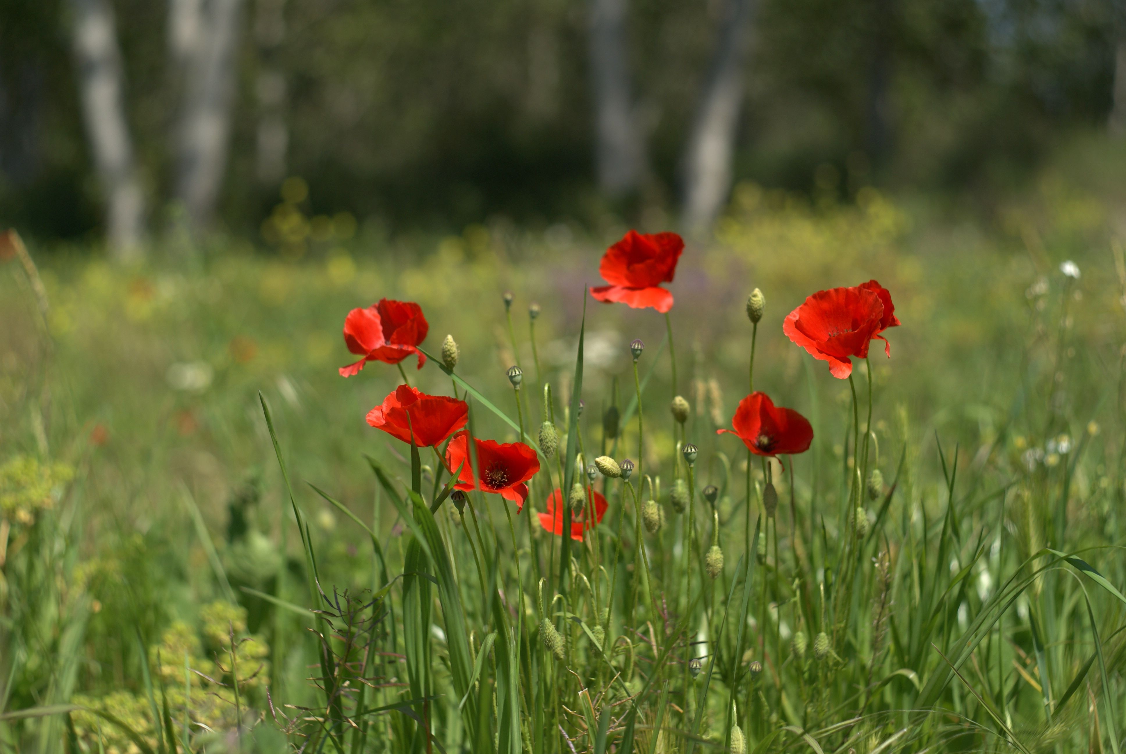 Red poppies in a field with green grass · Free Stock Photo