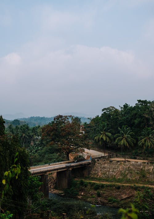 Bridge Over a River Surrounded by Rainforest