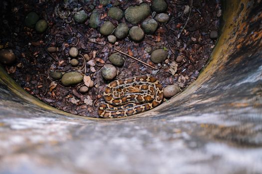 pythons photo