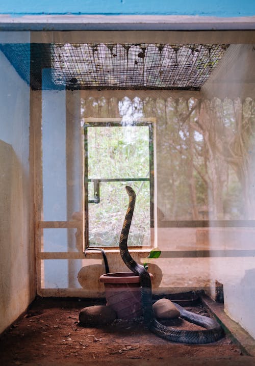 Free King Cobra in enclosure at a wildlife facility in Chembanoda, India. Stock Photo