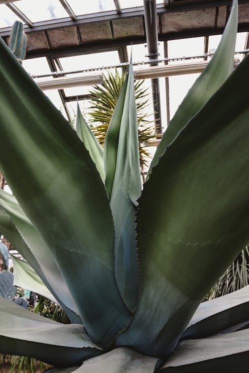 Close-up of an Agave in a Greenhouse 
