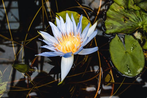 Close-up of a White Water Lily 