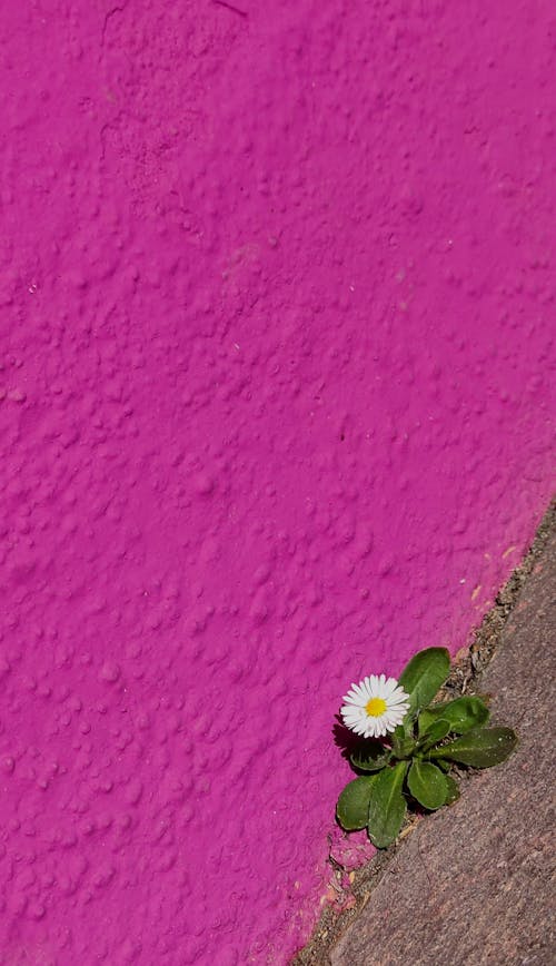 Daisy near Pink Wall