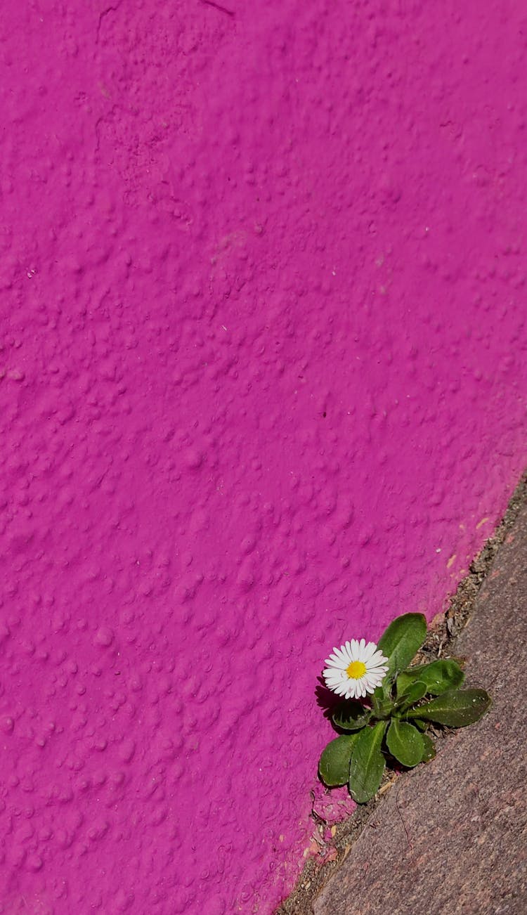 Daisy Near Pink Wall