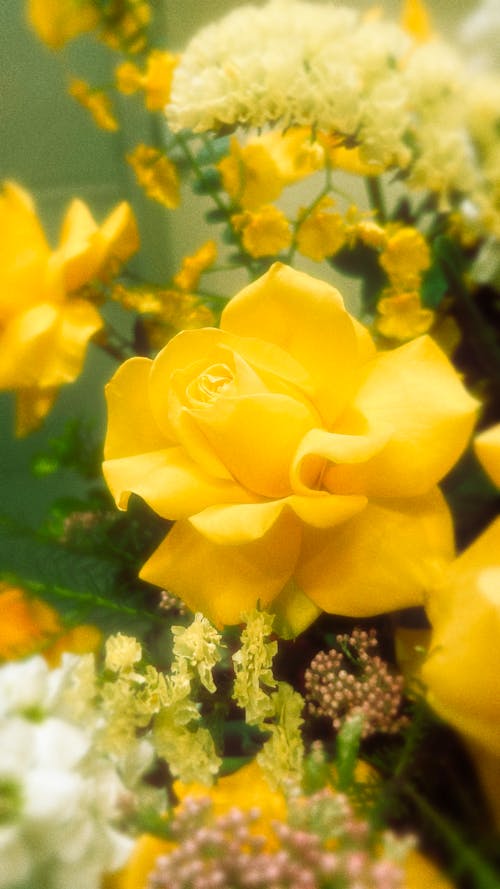 Foto d'estoc gratuïta de flors, fresc, groc