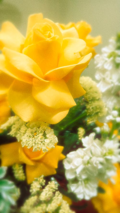 Kostnadsfri bild av blommor, färsk, gul