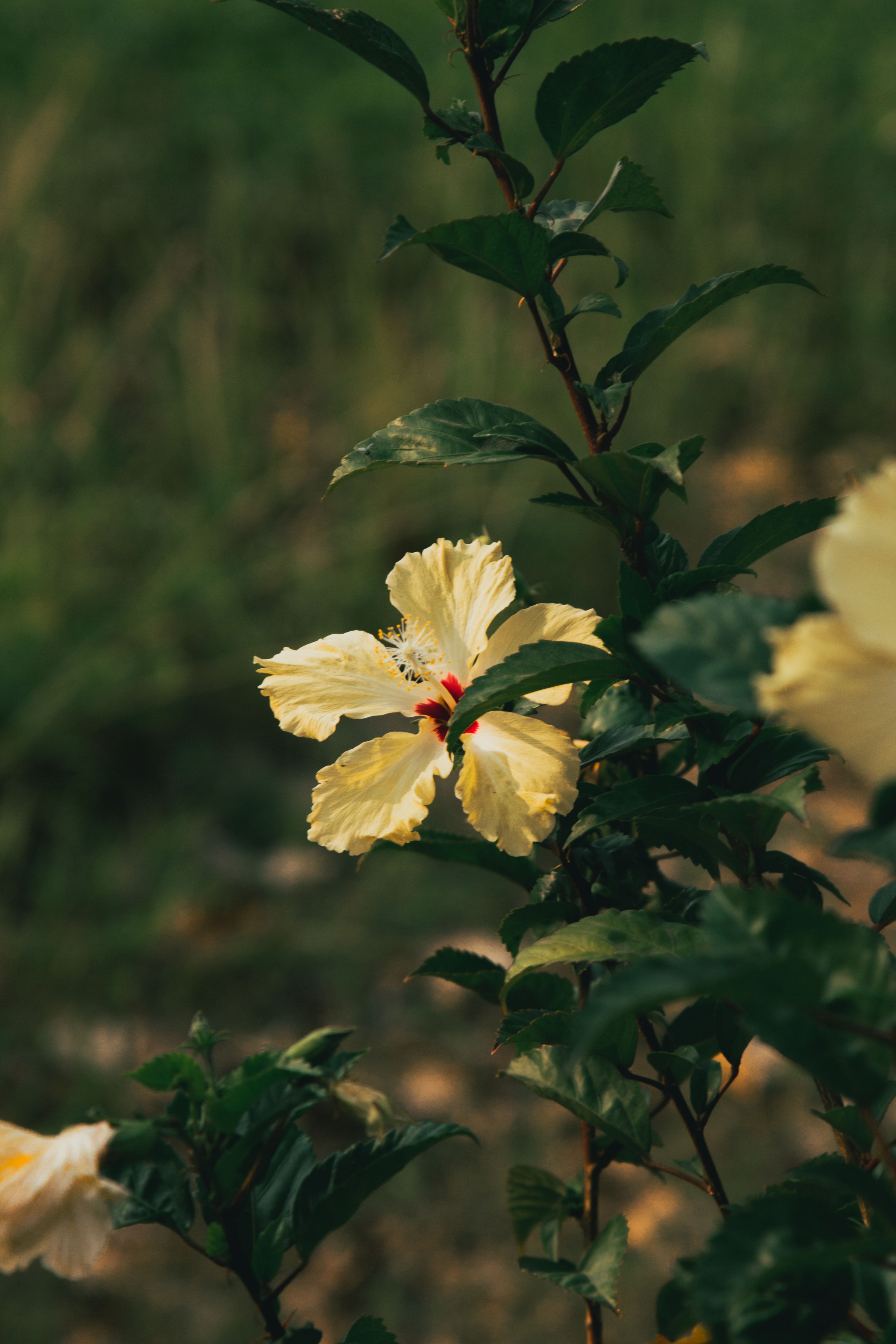 Close-up of a yellow hibiscus flower in a lush green garden captures natural beauty.