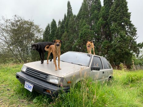 dog car
