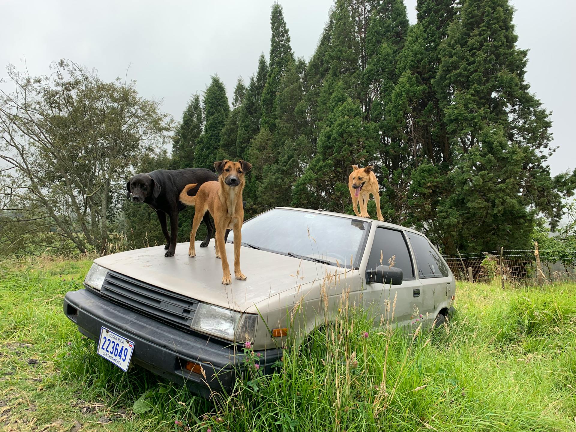 Three Dogs on Top of a Car Parked in High Grass