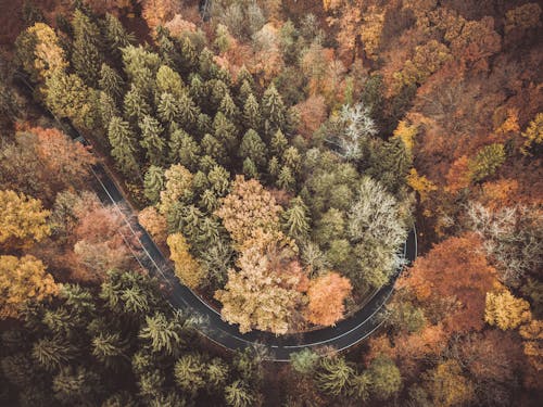 Free Curved Road Covered by Trees Stock Photo