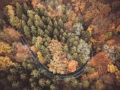 从空中俯瞰，蜿蜒的森林道路两旁秋叶生机勃勃，尽显大自然的美丽