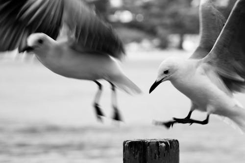 Photographie En Niveaux De Gris D'oiseau