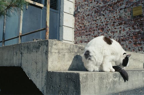 Cute Cat Sitting on Stairs Outdoors