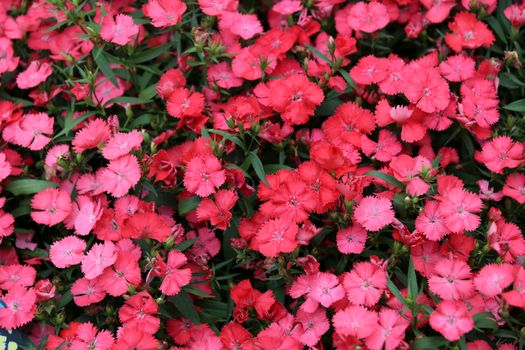 A vibrant display of blooming pink Dianthus flowers, capturing the essence of summer nature.
