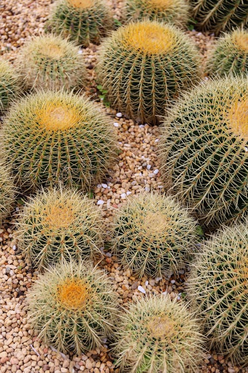 Immagine gratuita di avvicinamento, cactus, fresco