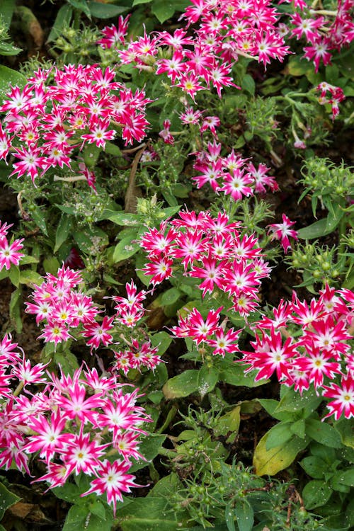 Close up of Pink Flowers