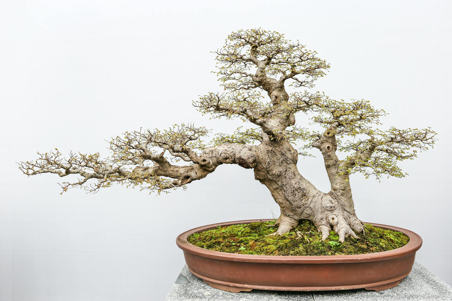 https://www.pexels.com/photo/decorative-bonsai-tree-in-pot-on-white-background-15865826/