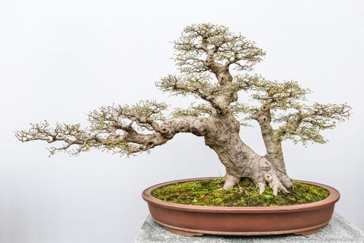 Beautifully shaped bonsai tree in a pot against a plain white backdrop.
