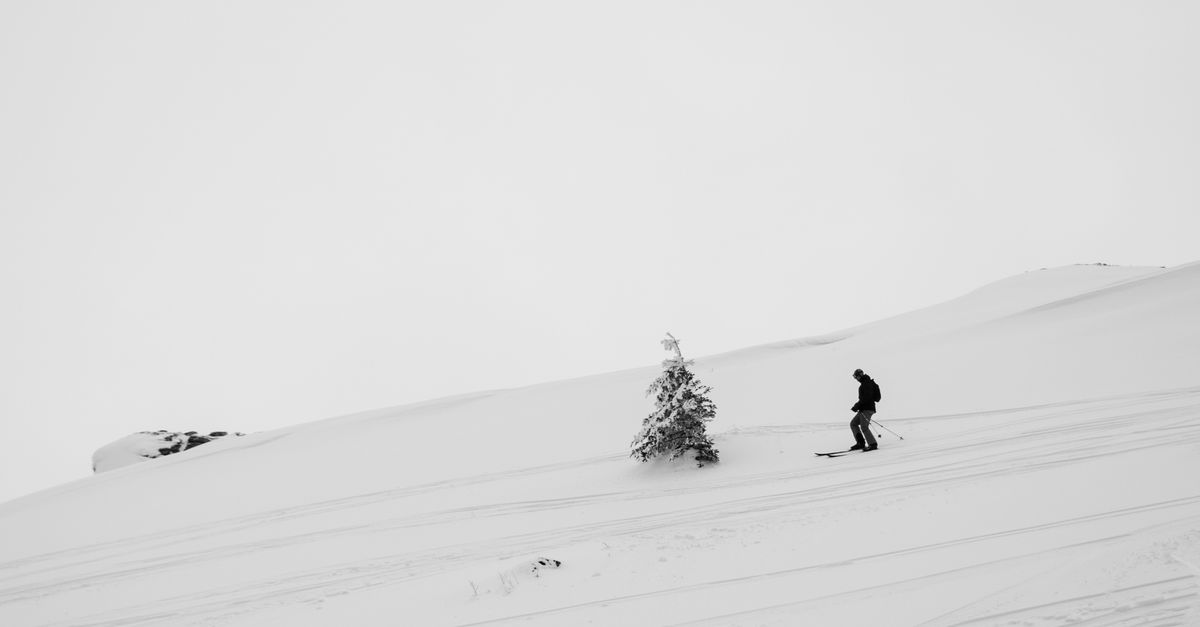 Passing Tree Picture Skier Passing a Pine Tree on the Slope · Free Stock Photo