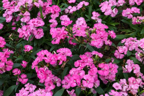 Free A vibrant display of pink Dianthus flowers captured in a lush garden setting. Stock Photo