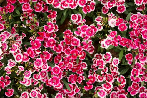 Free A stunning close-up of pink and white dianthus flowers showcasing their vibrant colors and intricate petals. Stock Photo