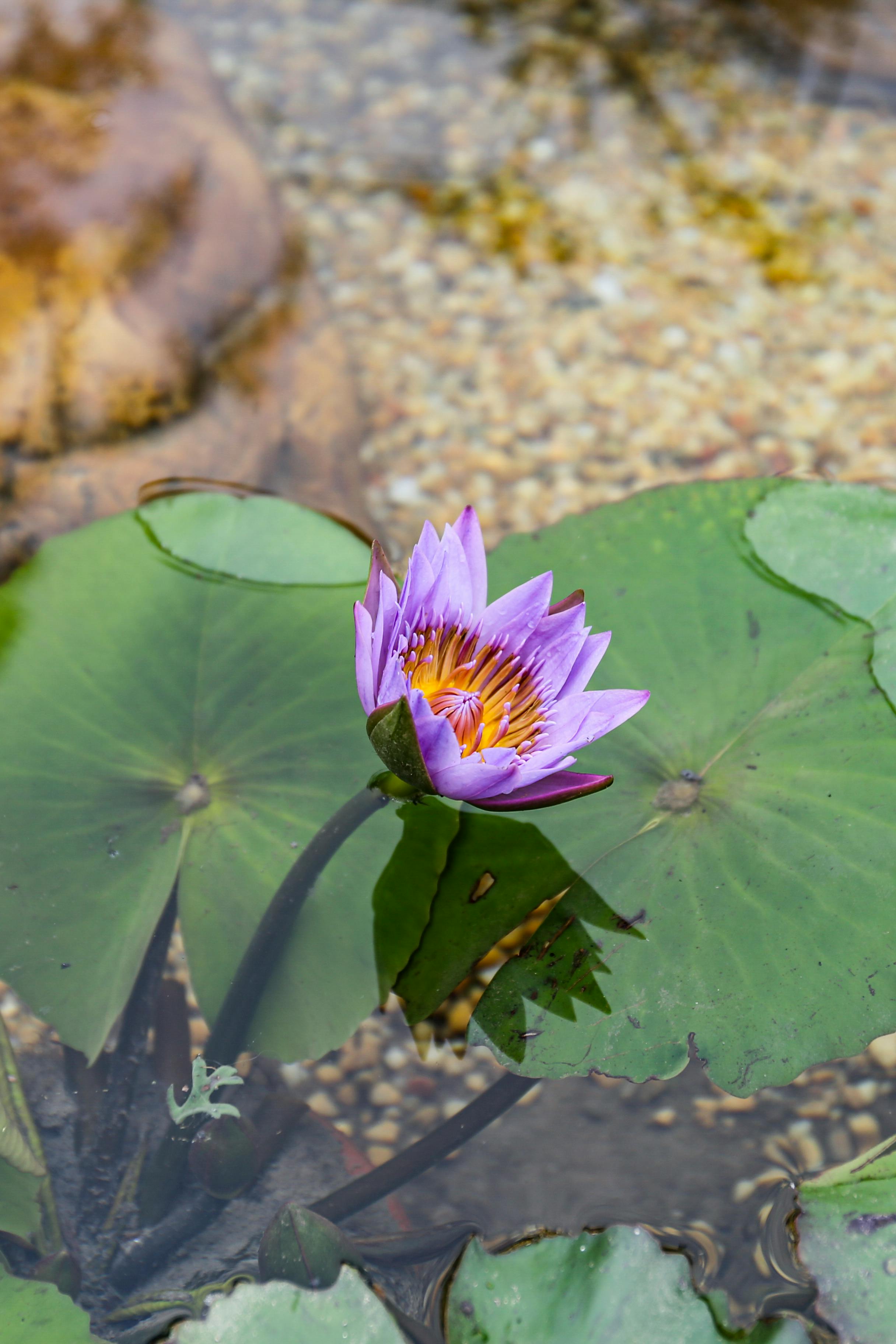 Lotus Flower in Water · Free Stock Photo