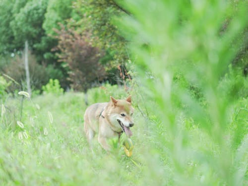 Gratis stockfoto met shiba inu