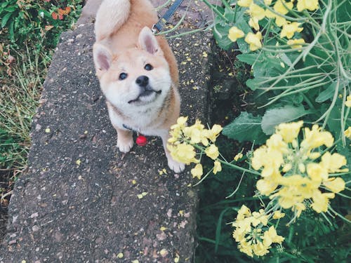 Základová fotografie zdarma na téma shiba inu